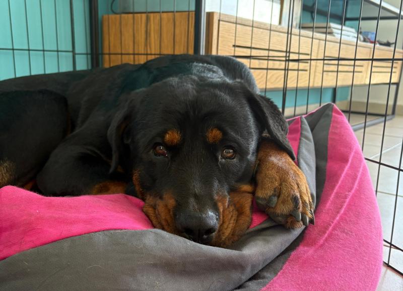 למה כלב רועד