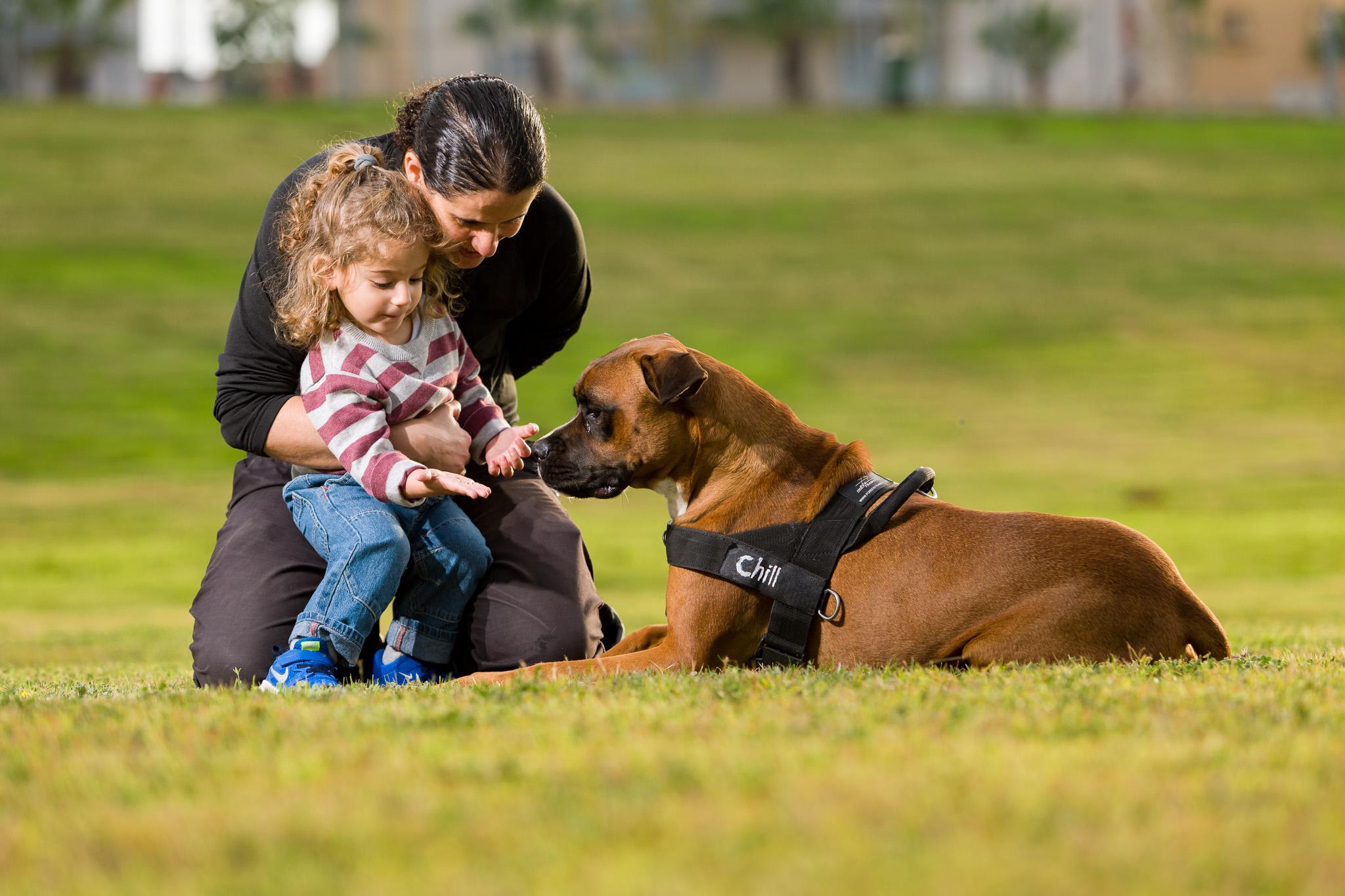 כלבנות טיפולית מול כלב שירות מול כלב תמיכה רגשית – מה ההבדלים בישראל